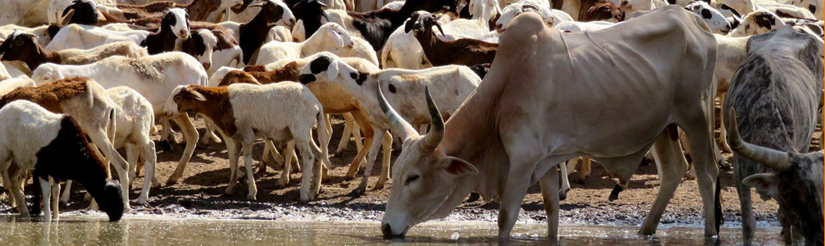 Abreuvoir naturel de bétail au Sénégal ©Simon Taugourdeau, PPZS/Cirad