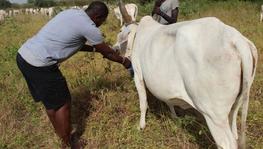 ©Cheick Traoré - Mise en place d'un collier GPS sur un bovin