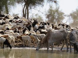 Abreuvage d'un troupeau de boeuf et de moutons au Sénégal © S.Taugourdeau PPZS/Cirad