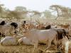 Bovins et éleveurs autour d'un forage dans le ferlo au Sénégal © S. Taugourdeau PPZS/Cirad