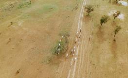 Vol de drone d'un troupeaau de bovins au niveau du CRZ de Dahra au Sénégal © S.Taugourdeau PPZS/Cirad