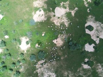 Prise de vue d'un troupeau par drone
