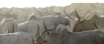 troupeau de bovins au Nord du Sénégal
